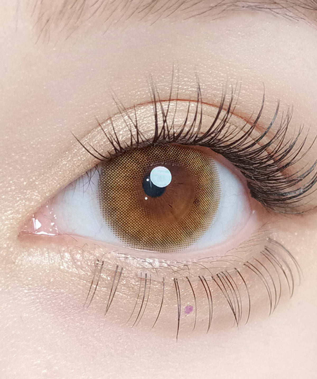 Amuse Brown – Dia: 14.0mm