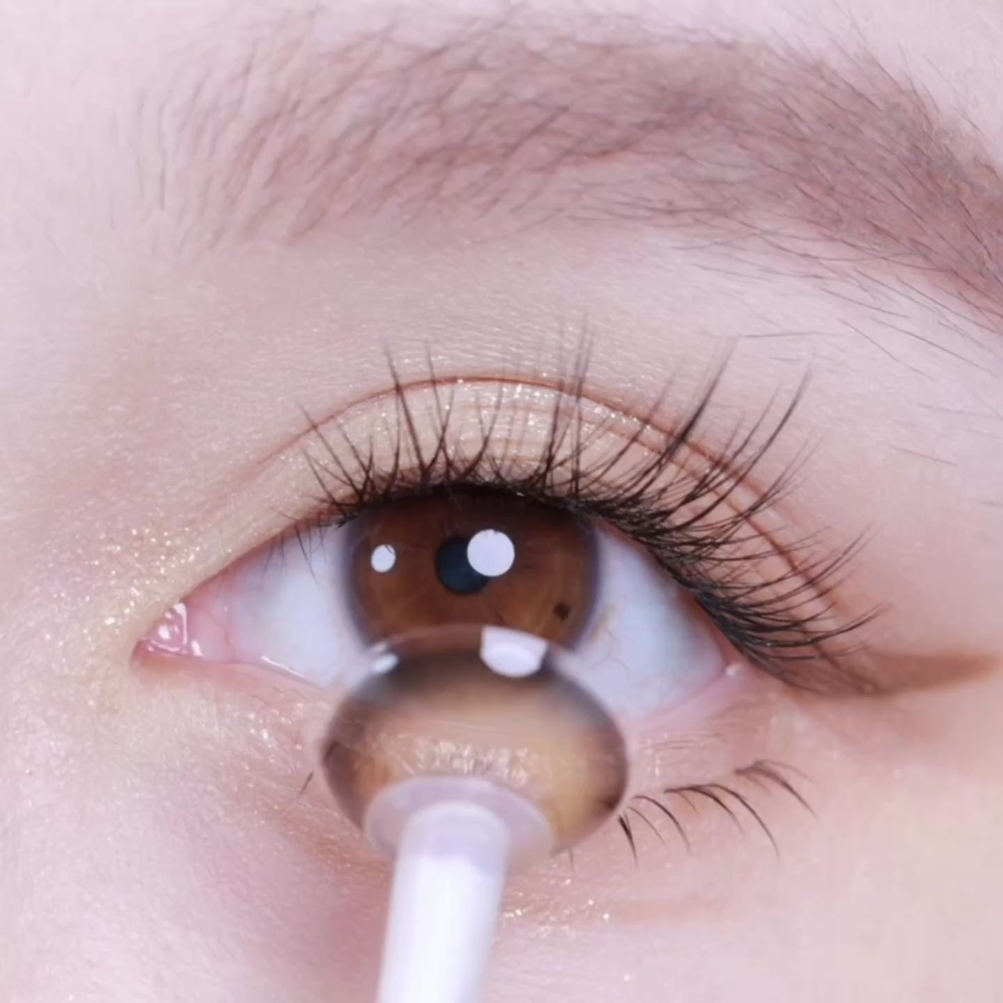 Siren Amber Brown